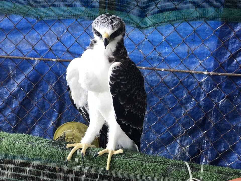 Các cá thể chim hoang dã được giải cứu tại Tây Ninh ngày 6.4. Ảnh: ENV cung cấp