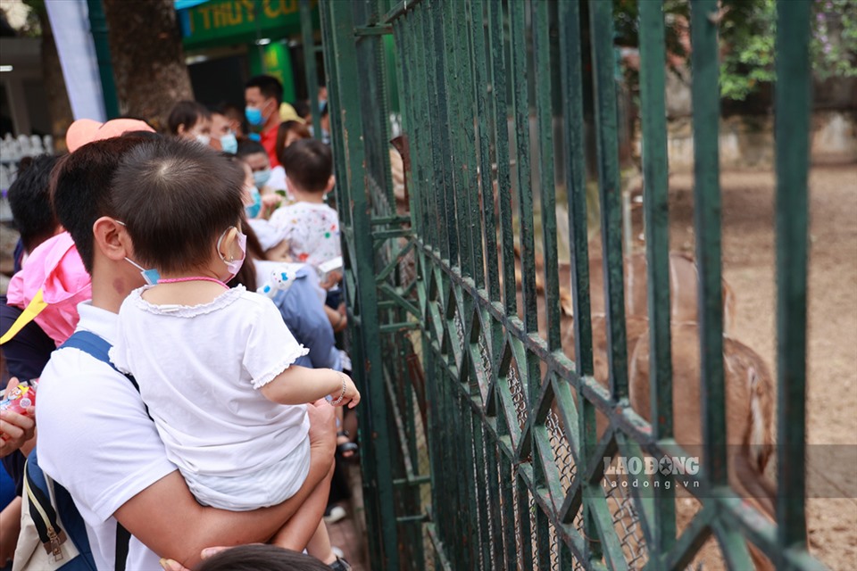 Vườn thú Hà Nội có diện tích 20hecta, trong đó khoảng 4hecta hồ nước, đang nuôi dưỡng 70 loài động vật với 500 cá thể.