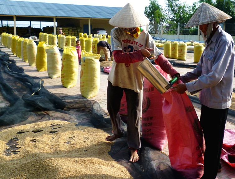 Bên cạnh đội ngũ chuyên gia, Việt Nam còn có lực lượng nông dân có kỹ năng tốt về trồng lúa nước. Ảnh: Lục Tùng