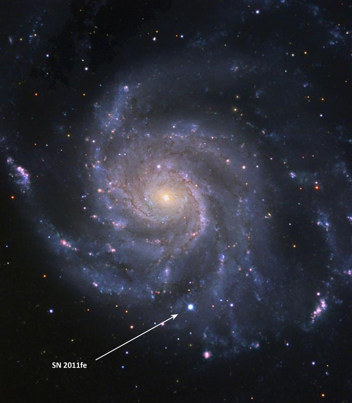 Ví dụ về siêu tân tinh SN 2011fe trong thiên hà Chong chóng ở vùng lân cận của nhóm sao Bắc Đẩu. Ảnh: Đài quan sát Las Cumbres.