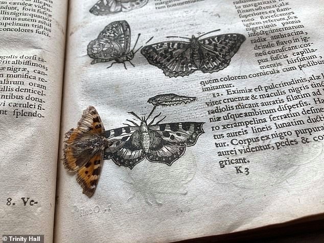 Con bướm được bảo quản một cách hoàn hảo sau hàng thế kỷ. Ảnh: Đại học Cambridge