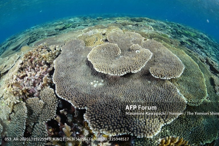 Giảm nhanh lượng khí thải carbon dioxide là cần thiết để bảo vệ các rạn san hô. Ảnh: AFP