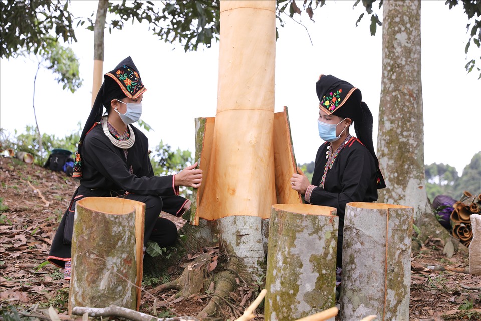 Nguồn thu từ cây quế mang lại cho người dân Văn Yên mỗi năm trên 700 tỉ đồng. Quế từ cây xóa đói giảm nghèo trở thành cây làm giàu trên địa bàn huyện.
