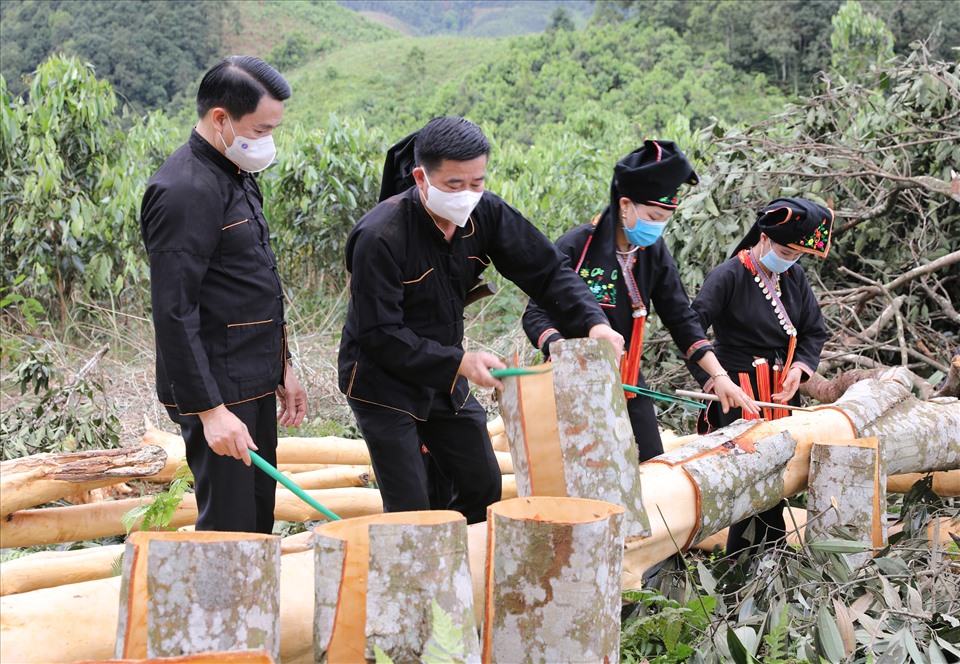Thu nhập từ cây quế đem lại cho người dân Văn Yên mỗi năm gần 800 tỷ đồng.