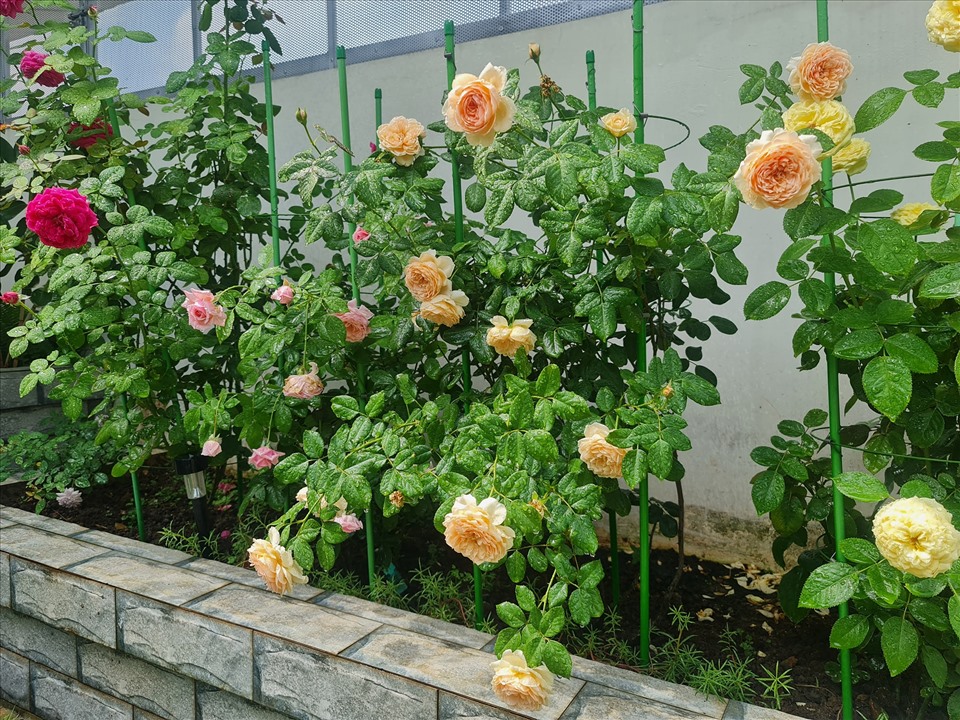Trầm trồ với vườn hoa hồng lung linh trên sân thượng