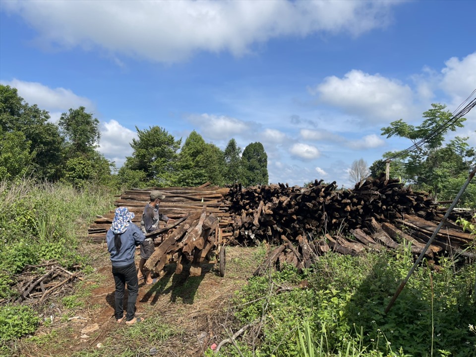 Một số hộ gia đình ở tỉnh Đắk Nông đang tất bật thu gom trụ hồ tiêu để chuẩn bị đánh “quả lớn“. Ảnh: Bảo Lâm