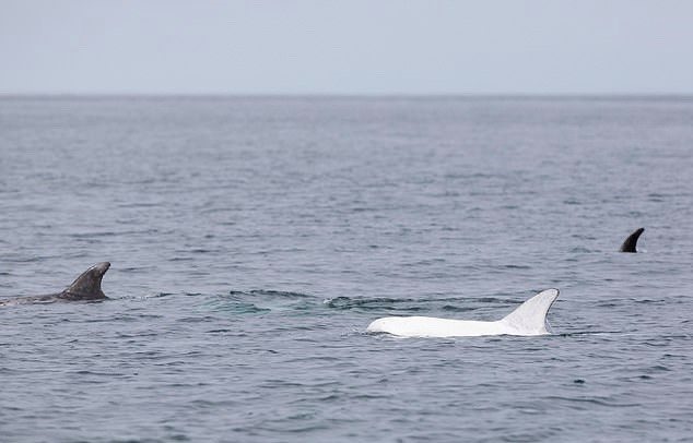 Con cá heo trắng trông vô cùng nổi bật giữa đồng loại của nó. Ảnh: Newport Coastal Adventure