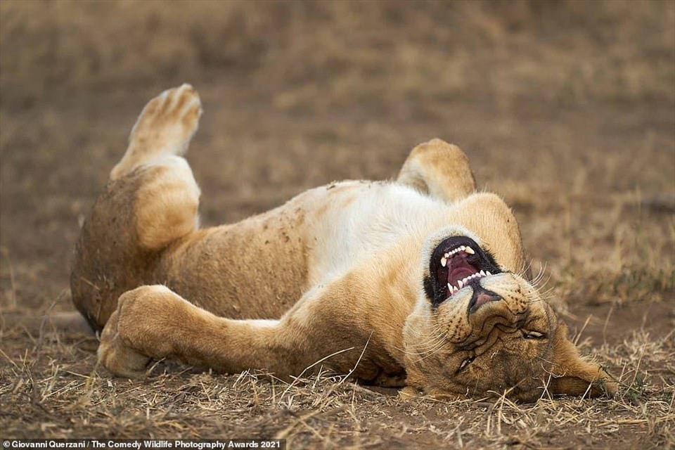 Một con sư tử con ở Vườn quốc gia Serengeti, Tanzania, dường như đang “cười nhạo” trước kỹ năng chụp ảnh của nhiếp ảnh gia.