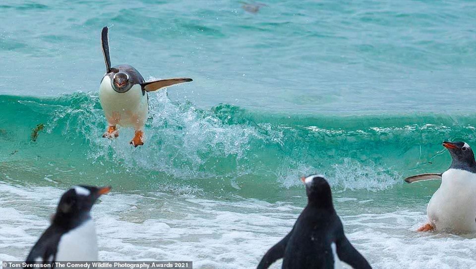 Khoảnh khắc đáng yêu của một chú chim cánh cụt đang lướt sóng ở quần đảo Falkland.