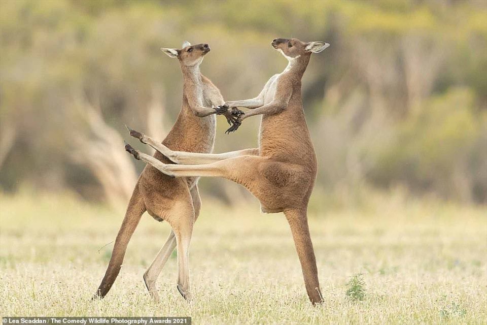 Hai chú Kanguru xám phương Tây này trông như đang khiêu vũ, nhưng thực ra là chúng đang đánh nhau.