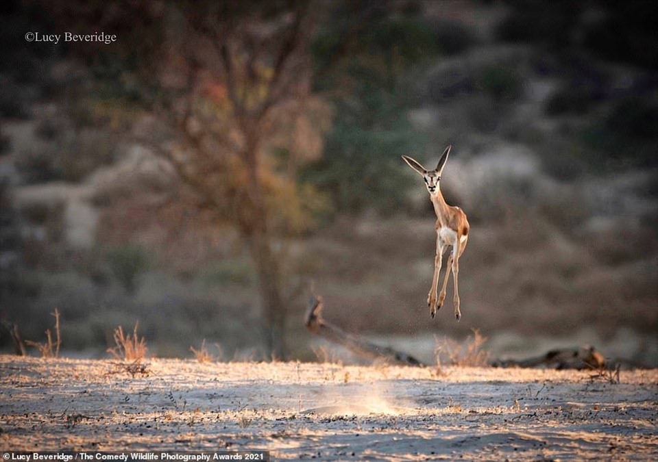 Hình ảnh một “chiếc lò xo” đang nhảy lên không trung ở công viên Kgalagadi Transfrontier, Nam Phi.