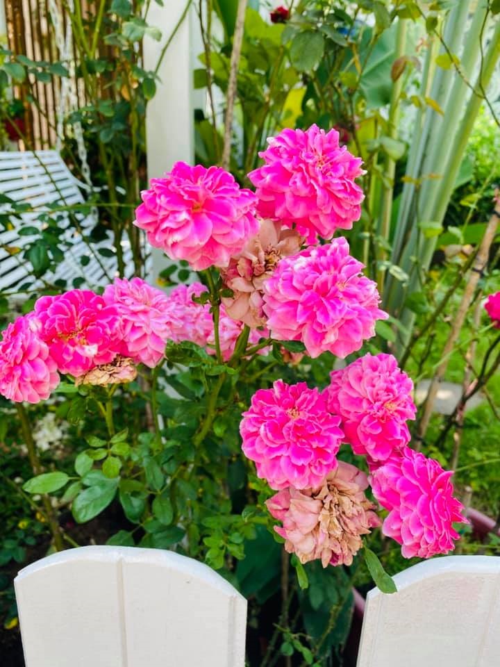 Vy Oanh cho trồng đủ loại hoa dọc theo nhà với nhiều sắc màu khác nhau. Mỗi khi hoa nở, cả khu vườn như ngập tràn trong mùi hương thơm mát vô cùng dễ chịu.