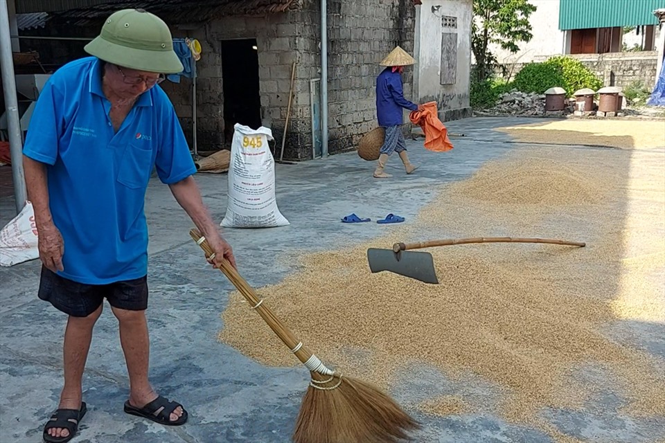 Cụ Hướng dù đã 97 tuổi nhưng vẫn còn khỏe, minh mẫn, có thể giúp người thân thu dọn lúa. Ảnh: Trần Tuấn.