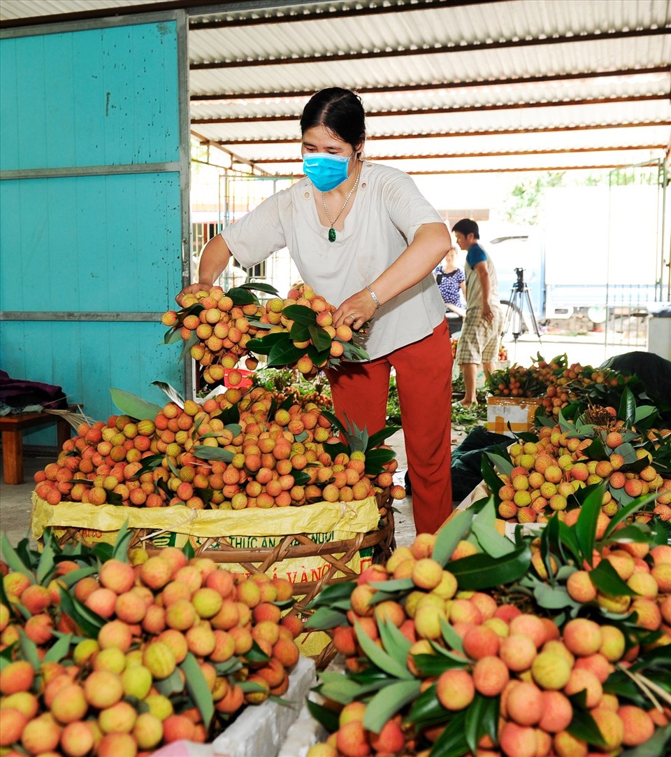 Thu hoạch vải thiều chín sớm, chuẩn bị cho xuất khẩu. Ảnh: Thu Thủy