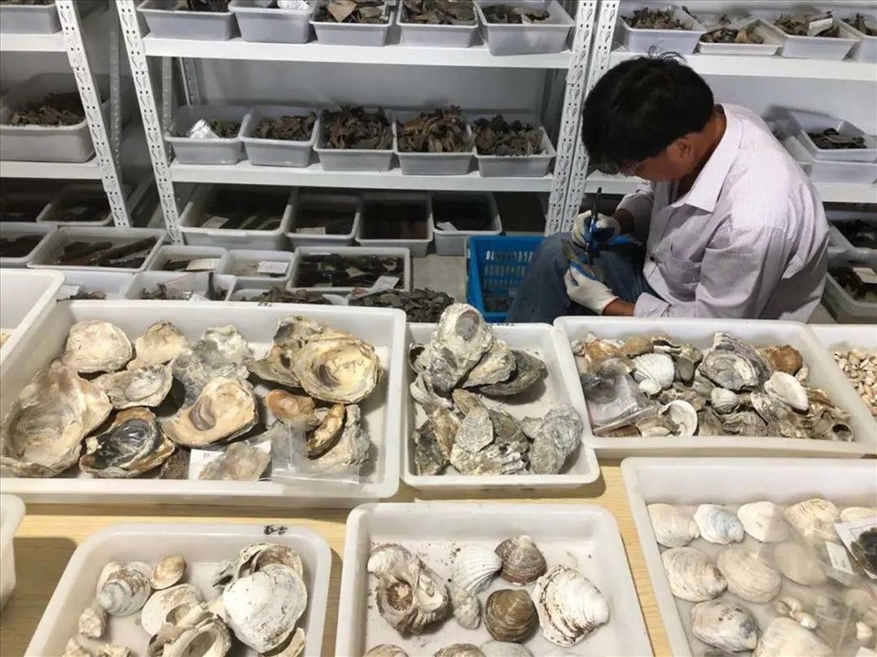 Một chuyên gia từ Viện Khảo cổ học Chiết Giang đang làm sạch các vỏ sò được khai quật từ khu di chỉ Tỉnh Đầu Sơn. Ảnh: Xinhua