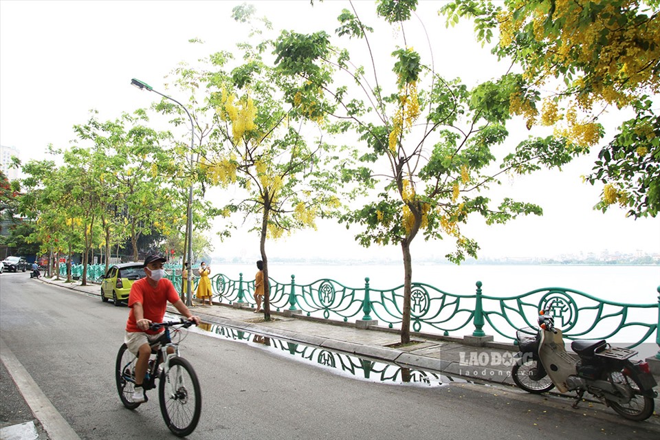 Tháng 5 về là lúc muồng hoàng yến bung sắc trên nhiều góc phố ở Hà Nội, nhất là khu vực ven hồ Tây. Những cây muồng hoàng yến khẳng khiu, nhỏ bé nhưng nổi bật bởi những trùm hoa vàng, nở rộ cả một góc trời.
