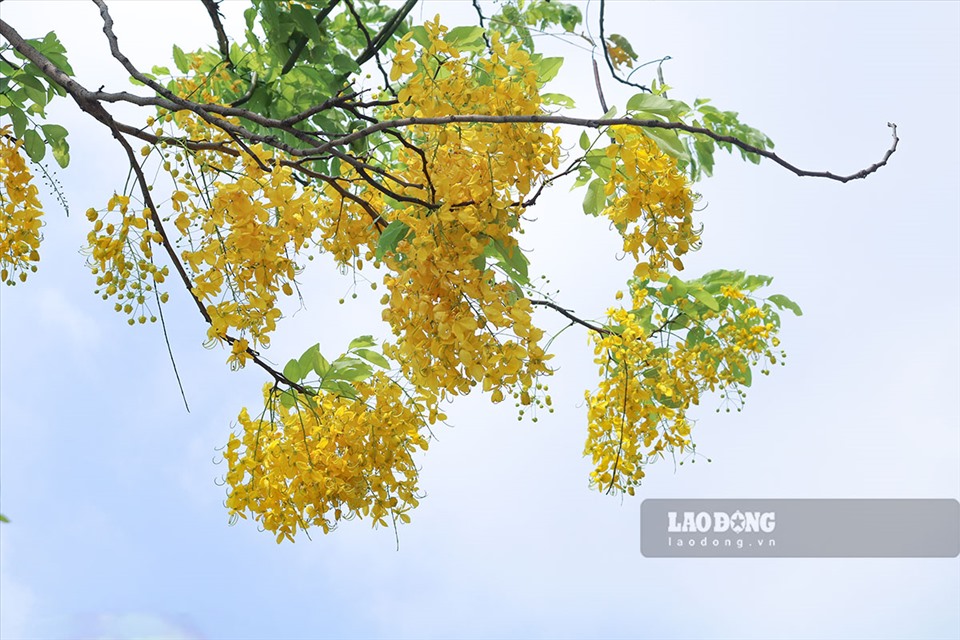 Những chùm hoa lớn rủ xuống dài 20–40 cm. Cánh hoa vàng rực, dưới ánh nắng của ngày hè tháng 5 muồng hoàng yến càng tô đậm thêm nét đẹp của Hồ Tây.