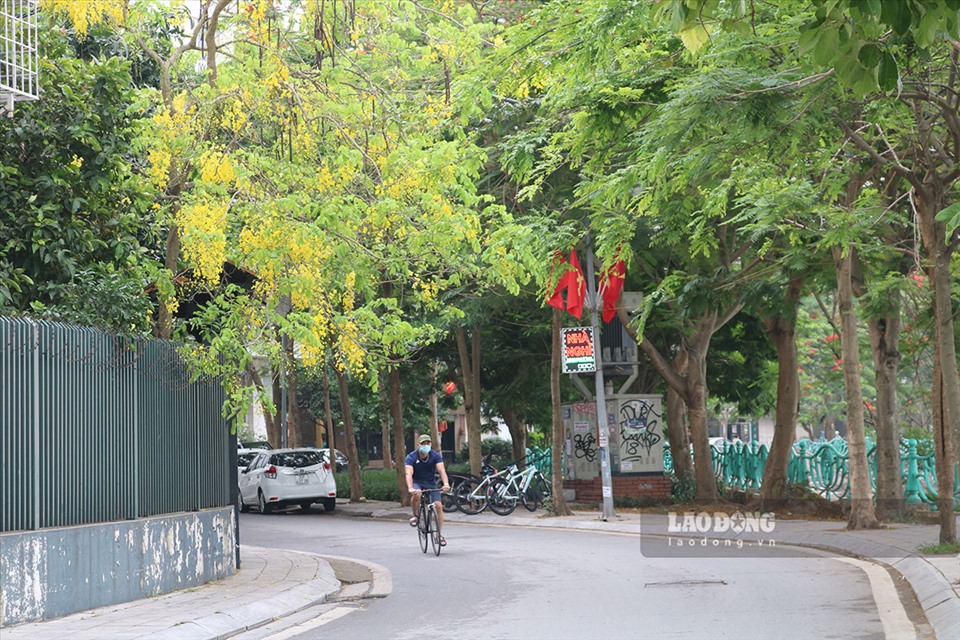 Hoa muồng hoàng yến thường bắt đầu từ tháng 5 và kết thúc vào cuối tháng 7. Năm nay, do ảnh hưởng bởi dịch COVID-19 nên nhiều người cũng hạn chế không tụ tập, ra đường chụp ảnh hơn so với mọi năm.