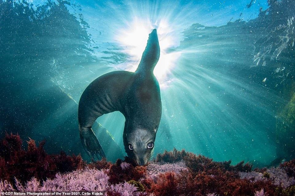 Bức ảnh có tựa đề “The Magician” đạt vị trí thứ ba trong hạng mục “Động vật có vú“, bức ảnh chụp một con hải cẩu vui tươi ở quần đảo Coronado, ngoài khơi Mexico.