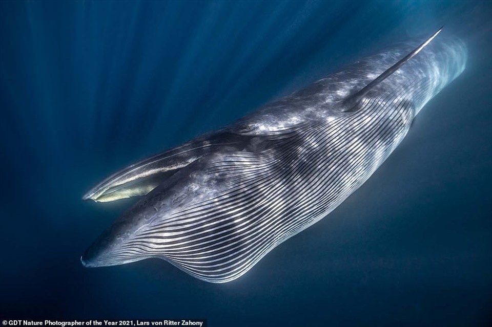 Bức ảnh đáng kinh ngạc về một con cá voi lướt qua mặt nước ngoài khơi bờ biển Nam Phi, đã hoàn toàn thuyết phục ban giám khảo với giải bạc trong hạng mục “Động vật có vú“.