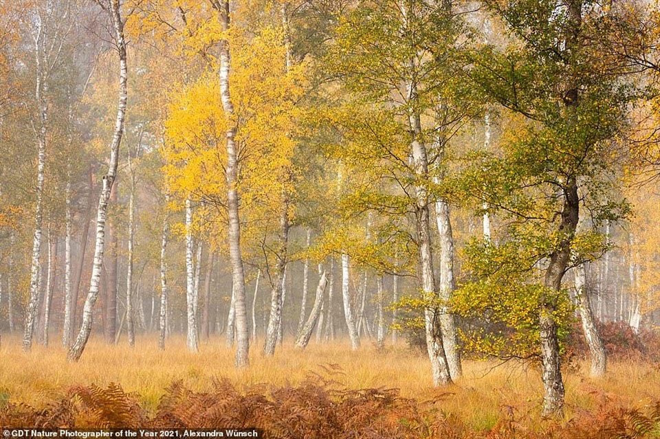 Bức hình chụp một khu rừng màu vàng tuyệt đẹp có tựa đề “Mùa thu đang đến“, đứng thứ ba trong hạng mục “Phong cảnh“.