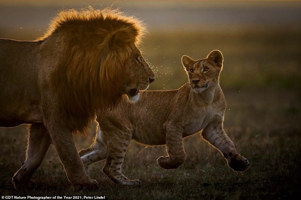 Bức ảnh hai bố con sư tư xuất sắc giành chiến thắng trong hạng mục “Động vật có vú“.