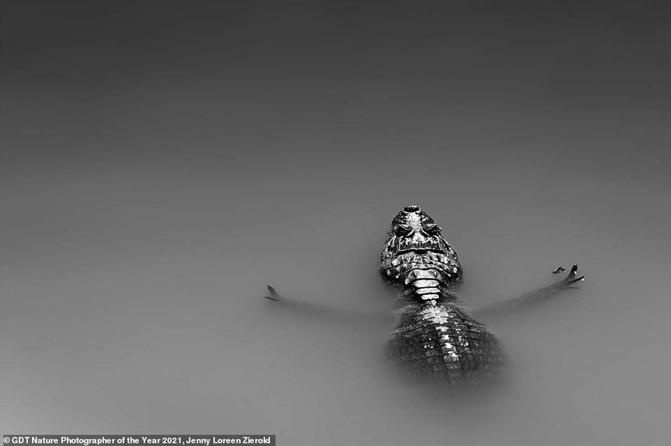 Hình ảnh một con cá sấu caiman với tứ chi dưỡi rộng ở Brazil đã đứng thứ tám trong danh mục “Động vật khác“. Ảnh: Nature Photographer of the Year 2021