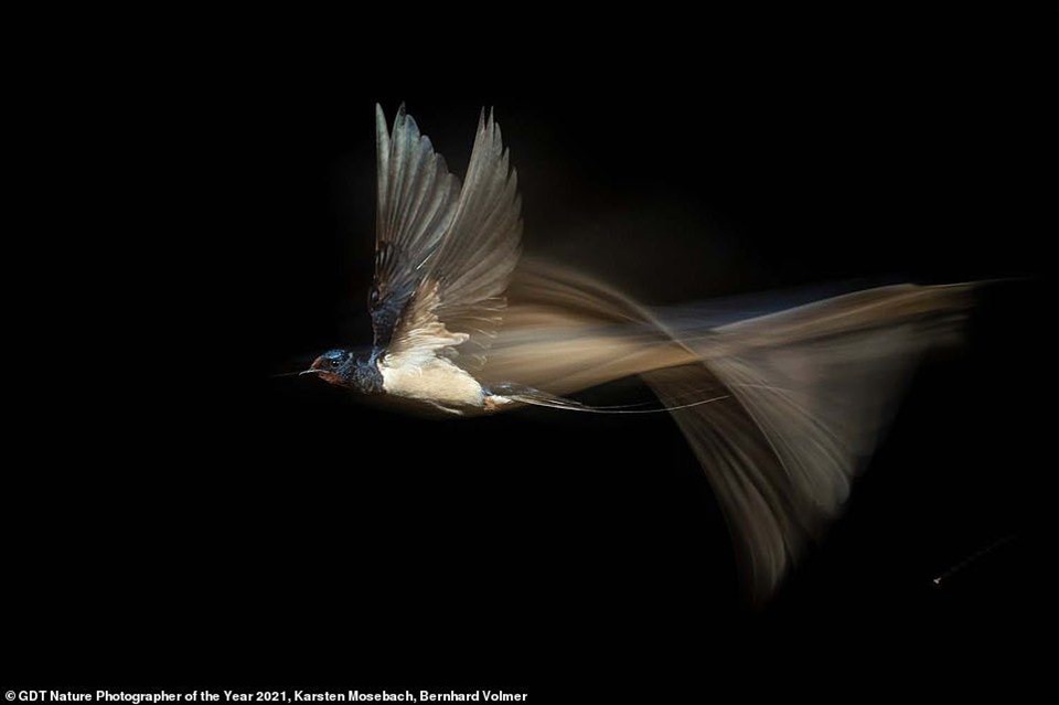 Bức ảnh phơi sáng tuyệt đẹp về một con én đang bay đã giành chiến thắng chung cuộc. Ảnh: Nature Photographer of the Year 2021