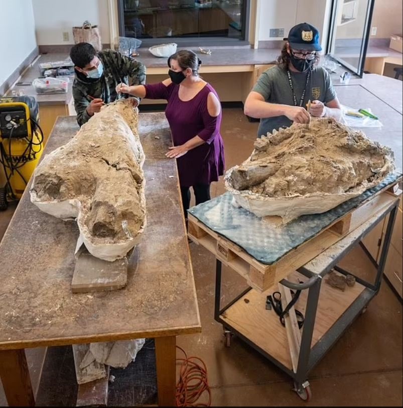 Hộp sọ voi răng mấu 10 triệu năm trước được bảo quản tốt một cách đáng kinh ngạc. Ảnh: Đại học bang California