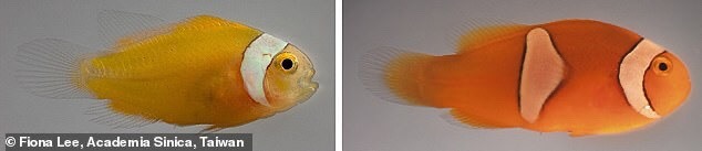 Những con cá hề non sống trong hải quỳ thảm khổng lồ (bên phải) có vạch trắng nhanh hơn những con sống trong hải quỳ tuyệt đẹp (bên trái). Ảnh: Đại học Okinawa