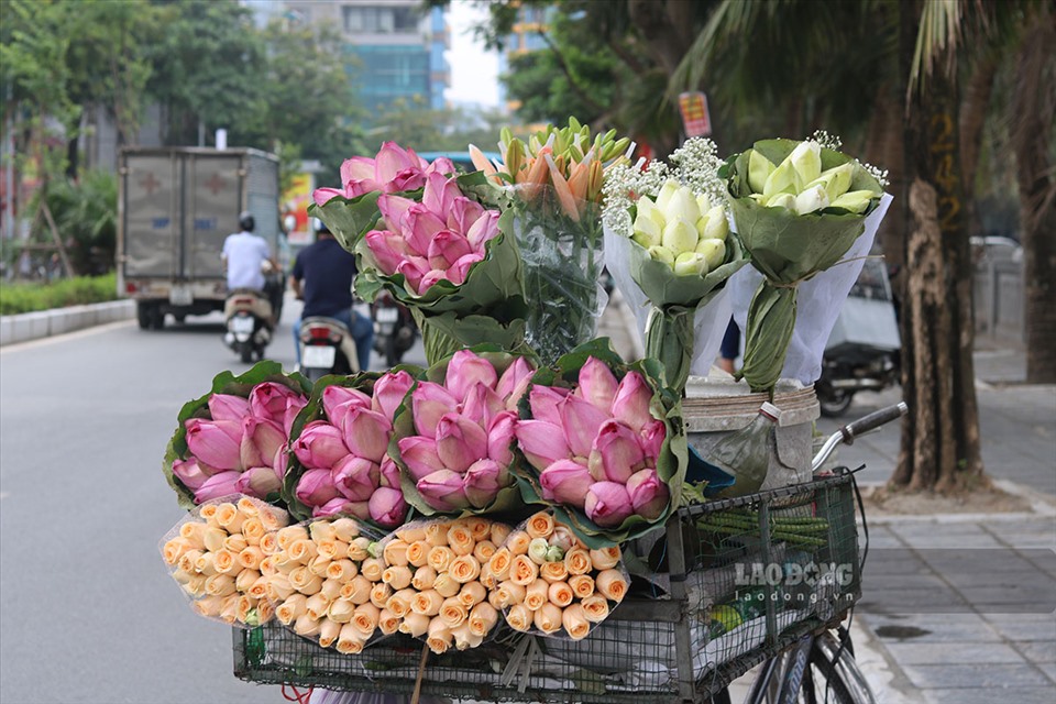 Những ngày cuối tháng 5, dọc các tuyến phố của Hà Nội như Lạc Long Quân, Thụy Khuê, Phan Đình Phùng, Hoàng Hoa Thám,...đã xuất hiện những bó hoa sen hồng, sen trắng tinh khôi trên những xe bán hoa rong, nhẹ nhàng khoe sắc thắm.