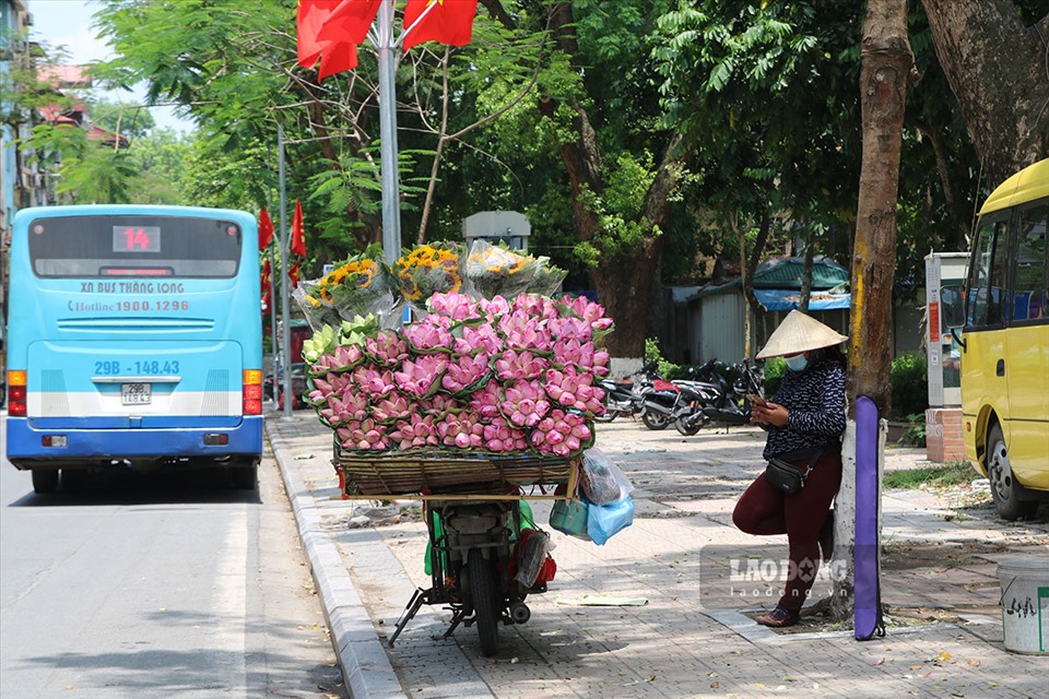 Theo những người bán hoa chia sẻ, năm nay do ảnh hưởng bởi dịch COVID-19 nên số lượng sen bán ít hơn so với mọi năm. Bên cạnh đó, do đây là đầu mùa nên giá hoa cũng đắt hơn, trung bình khoảng 80.000 - 100.000 đồng/10 bông.