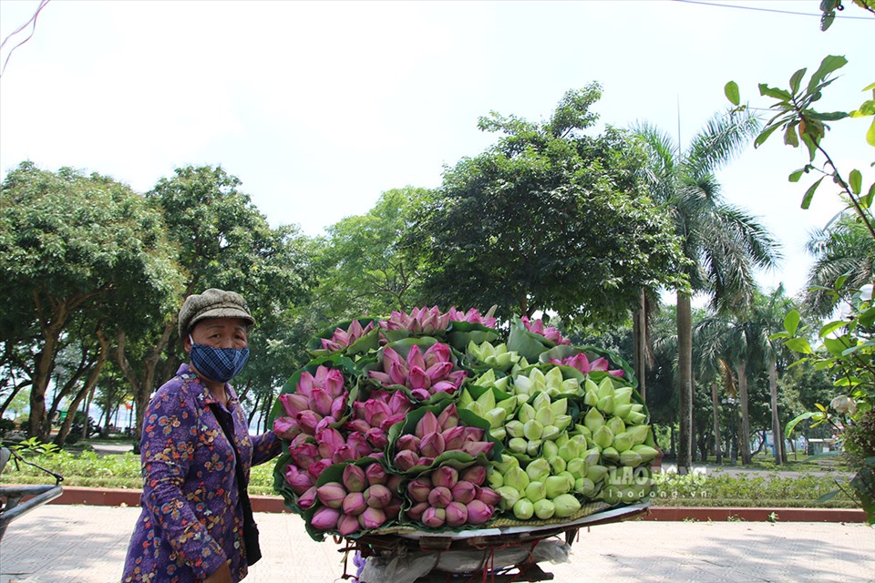 Hoa sen rong ruổi khắp phố phường Hà Nội, hiện nay cũng được bày bán nhiều tại chợ hoa Quảng Bá.