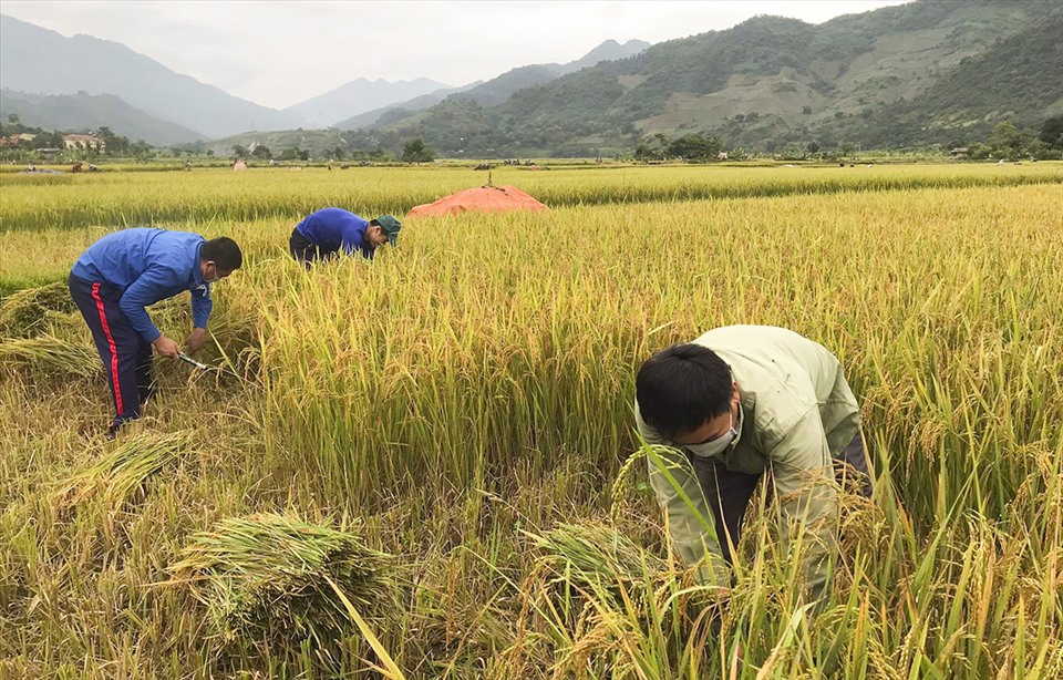 Sự việc xảy ra đột ngột giữa lúc đang vào vụ gặt nên nhiều gia đình “trở tay không kịp” trong khi lúa ngoài đồng đang chín rộ. Trước tình huống khó khăn đó, tuổi trẻ Thị đoàn Mường Lay đã phát động phong trào ra quân giúp nhân dân bản Ho Luông 2, xã Lay Nưa thu hoạch lúa.