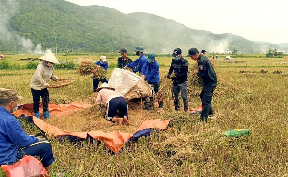 Sau khi gặt, lúa đã được tuốt và đóng bao tại ruộng rồi giao cho người nhà của các gia đình được giúp hoặc bàn giao cho trưởng bản để bảo quản và trao về cho các gia đình.