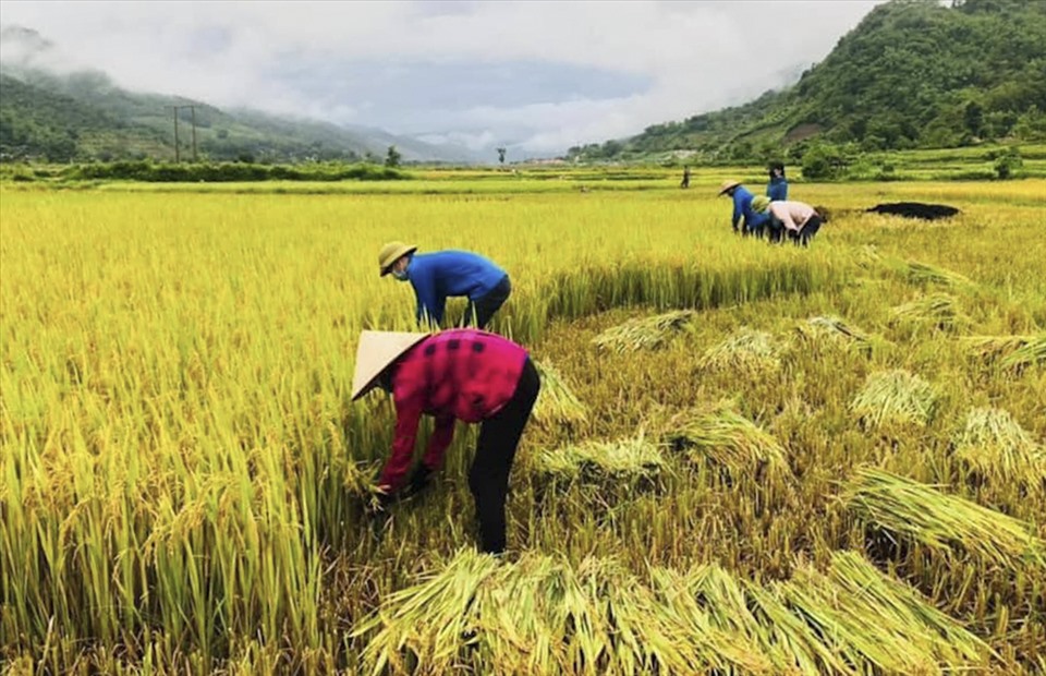 Cùng với đó là hàng trăm trường hợp F2 cũng được yêu cầu cách ly tại nhà và được giám sát chặt chẽ. Đồng thời tiến hành phun khử khuẩn, lấy hơn 200 mẫu xét nghiệm trên diện rộng tại bản Ho Luông 2.