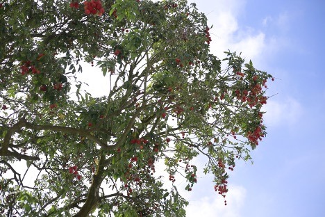 Cây vải Tổ có tán lá vươn rộng, trĩu quả. Ảnh: Văn Hải
