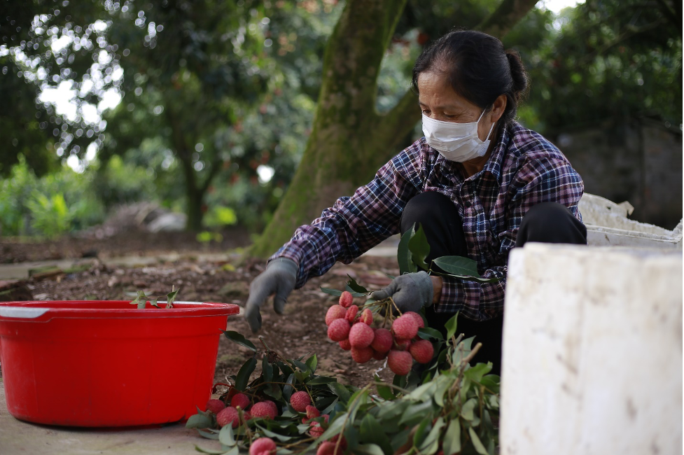 Người dân thu hoạch vải Trứng. Ảnh: Văn Hải