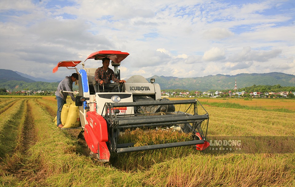 Trong những năm gần đây, việc cơ giới hóa nông nông nghiệp đã trở nên khá phổ biến, trên cánh đồng này đã xuất hiện những máy gặt đập liên hoàn hiện đại.