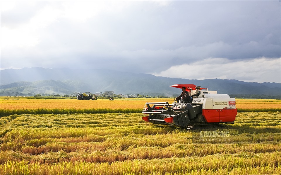 Cuối tháng 5 cũng là thời điểm những người nông dân thu hoạch lúa, không khí rộn ràng trên khắp cánh đồng…