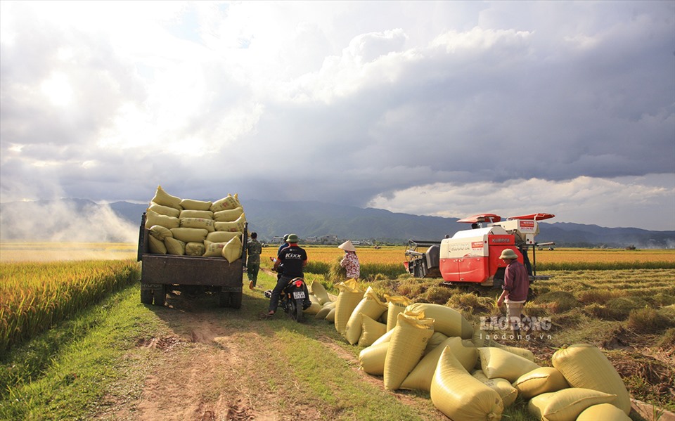 Không những cung cấp lúa, gạo cho người dân vùng lòng chảo Điện Biên mà nhiều người dân trong cả nước cũng đã được biết đến loại gạo thơm ngon nổi tiếng “Gạo Tám Điện Biên” - một thứ đặc sản mang thương hiệu của vùng đất này.