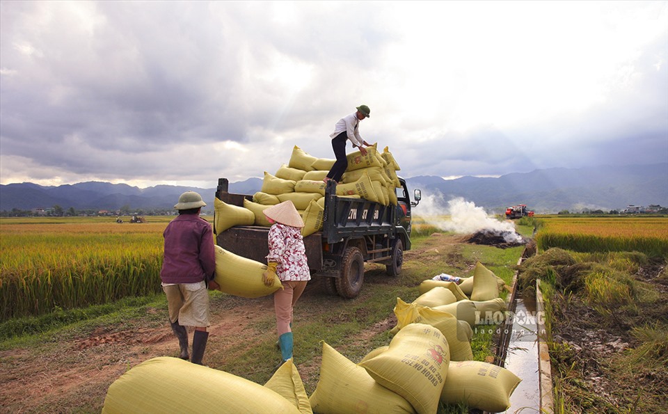 Lúa sau khi thu hoạch được đóng bao và chuyển lên những chiếc xe tải nhỏ đem về nhà.