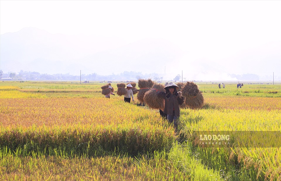 Bên cạnh đó, vẫn còn nhiều hộ nông dân gặt lúa theo phương pháp thủ công, truyền thống.