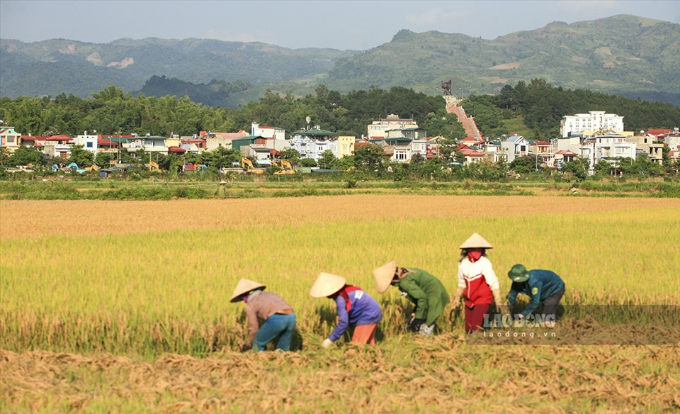 Nằm trọn trong lòng chảo Điện Biên với điều kiện tự nhiên thuận lợi, nguồn nước tưới được cung cấp chủ động quanh năm từ công trình “Đại thủy nông Nậm Rốm“. Cánh đồng Mường Thanh đã trở thành một vựa lúa mang lại nguồn lương thực dồi dào.