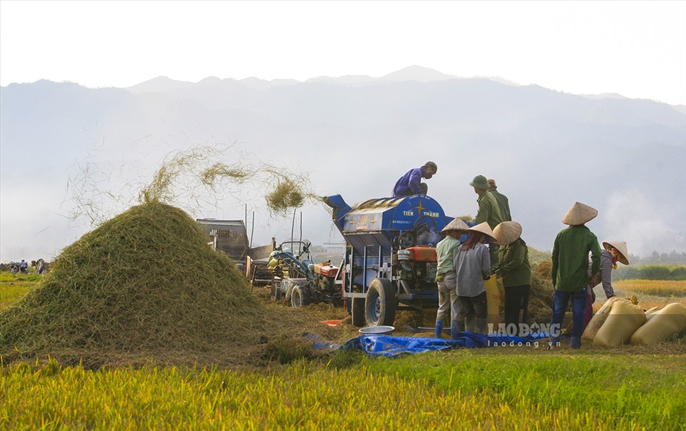 Nhiều gia đình thu hoạch lúa theo hình thức “tổ đổi công“, hôm nay gặt cho nhà này, mai lại chuyển sang nhà khác. Phương pháp này phát huy được sức mạnh của tập thể, tăng tính đoàn kết và hiệu quả.