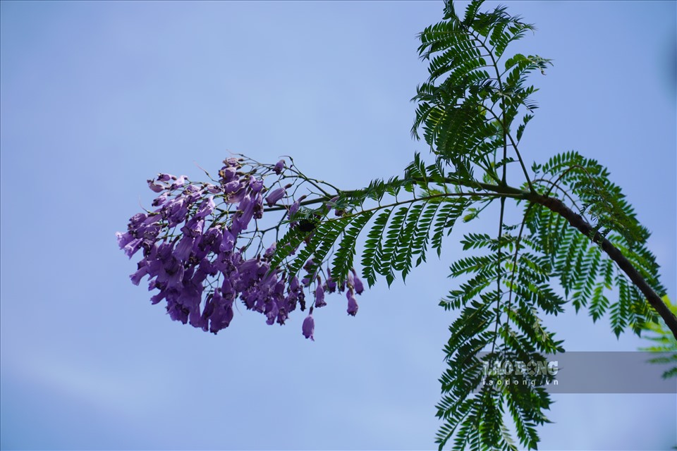 Hoa phượng tím ở Đà Lạt nở vào độ cuối tháng 3, đầu tháng 4 thì tại Hà Nội loại hoa này lại khoe sắc vào độ giữa tháng 5 đầu tháng 6.