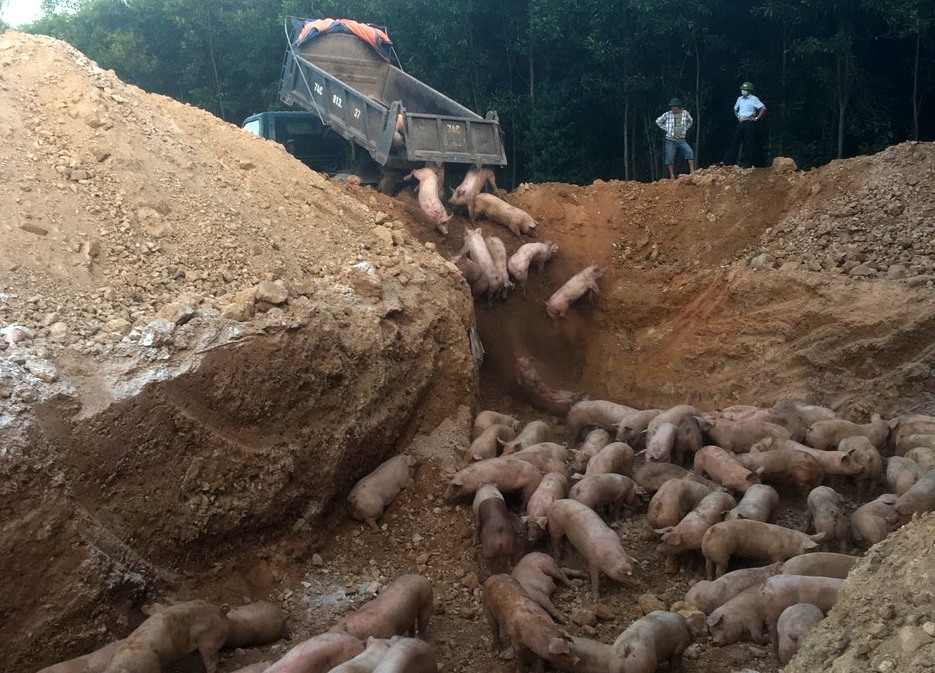 Lô lợn 980 con bị dịch tả lợn Châu Phi được tiêu hủy vào ngày 21.5. Ảnh: CL.