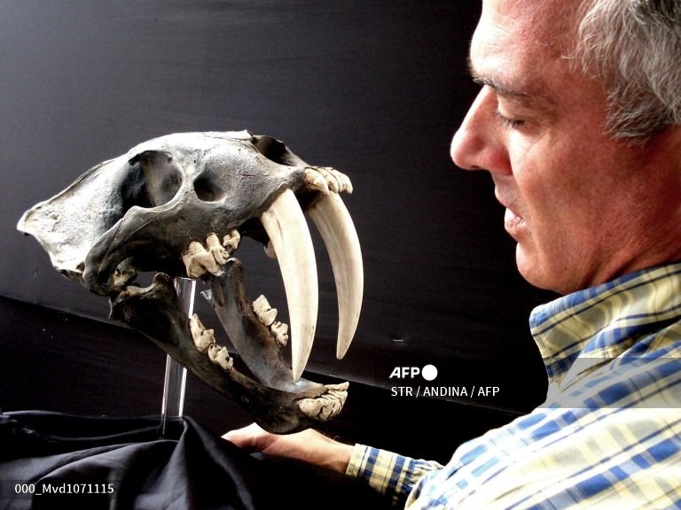 Hộp sọ của một con hổ răng kiếm. Ảnh: AFP