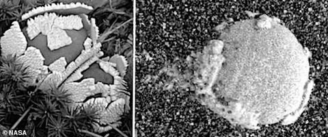Các nhà khoa học khẳng định có nấm mọc trên sao Hỏa. Nhóm nghiên cứu cho biết có bằng chứng về việc các loại nấm giống nấm trứng trên trái đất (phải) mọc trên sao Hỏa (trái) dựa trên ảnh chụp của tàu vũ trụ NASA. Ảnh: NASA