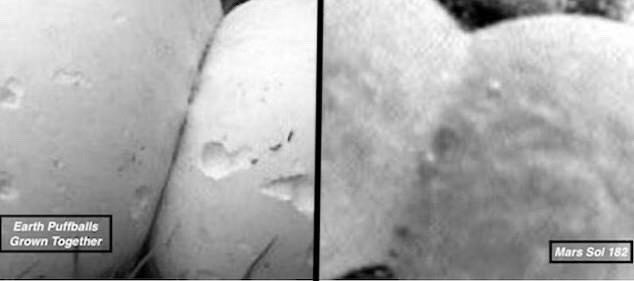 Nấm trứng trên trái đất (trái) rất giống với mẫu vật từ sao Hỏa (phải). Ảnh: NASA